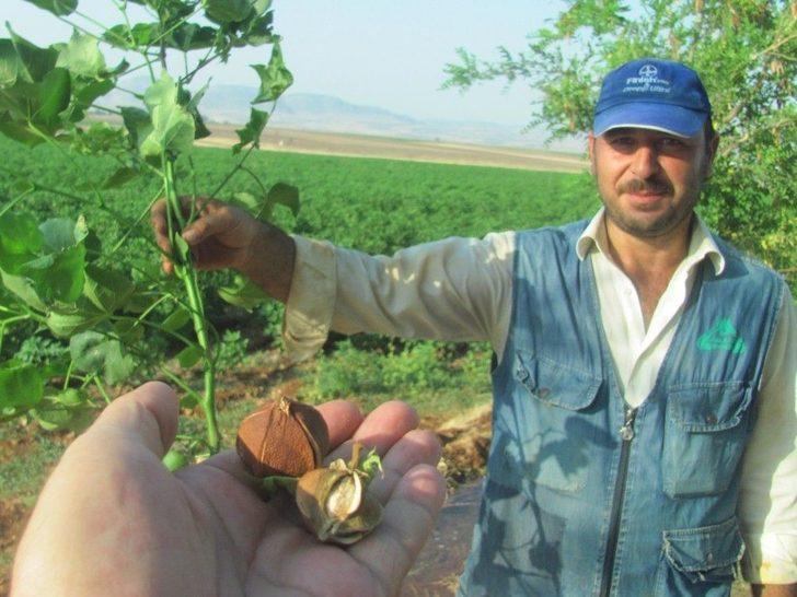 Araban Oavsında Çiçek Ve Koza Dökülmeleri Üreticiyi Tedirgin Etti G4