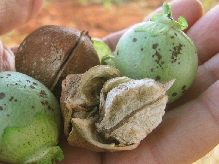 Araban Oavsında Çiçek Ve Koza Dökülmeleri Üreticiyi Tedirgin Etti G5