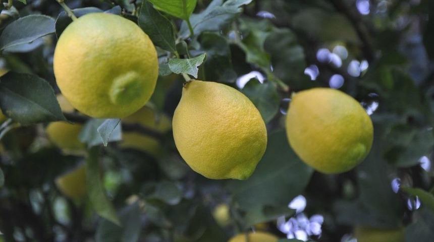 Limonun Ateşini Hasat D&uuml;ş&uuml;recek
