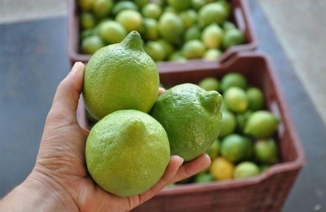 Limonun Ateşini Hasat Düşürecek