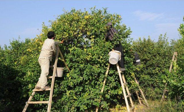 Limonun Ateşini Hasat Düşürecek