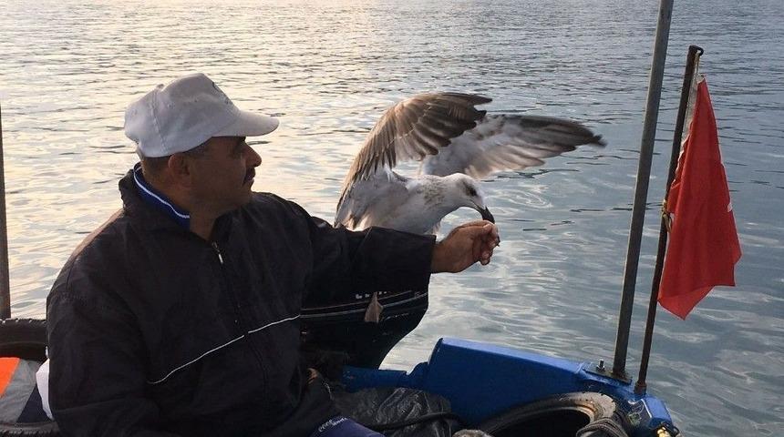 Kurnaz Martı İle Balık&ccedil;ının Dostluğu