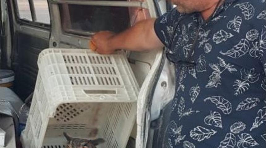 Yaralı Puhu Kuşunu Tedavi Ettirmek İ&ccedil;in 150 Kilometre Taşıdı