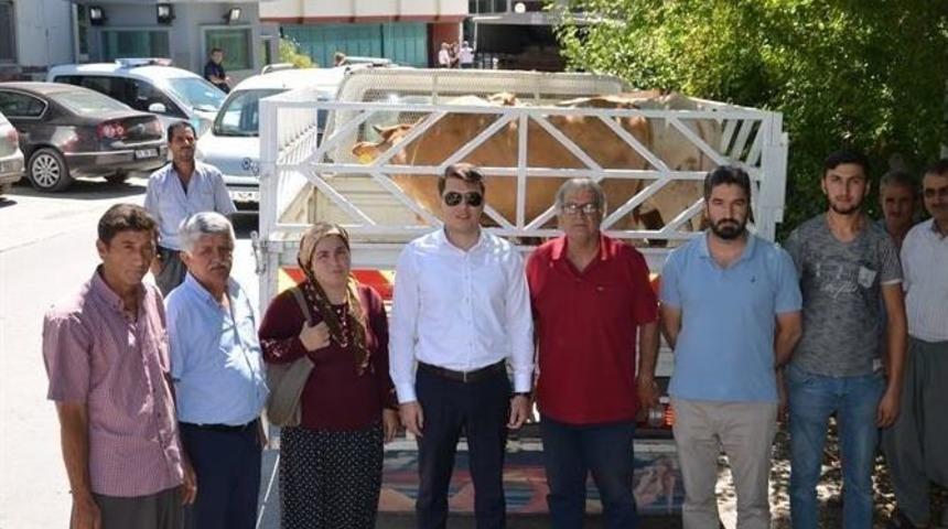 Genç Çiftçilere 395 Baş Hayvan Teslim Edildi