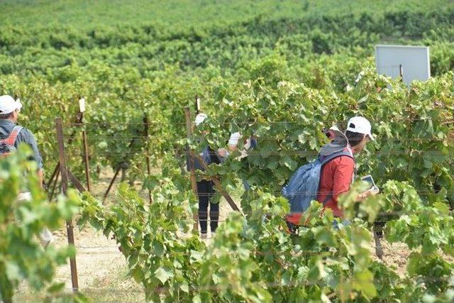 Uluslararası Araştırmacılar Bağcılık Enstitüsünü Gezdi