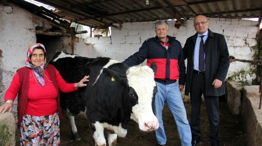 Manisalı Çiftçi Üç Düvesinden Birini Mehmetçiğe Bağışladı