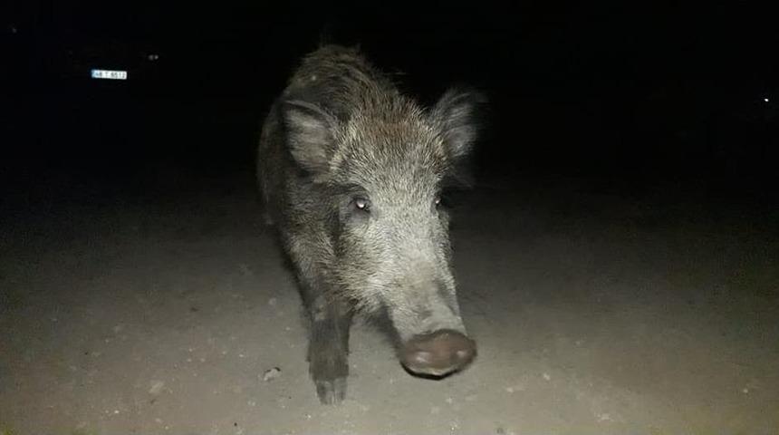 A&ccedil; Kalan Domuz S&uuml;r&uuml;s&uuml;n&uuml; Elleriyle Besledi