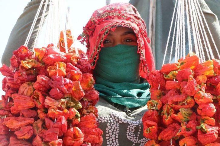 Aşırı Sıcaklıklar Bir Tek Onlara Yaradı G1