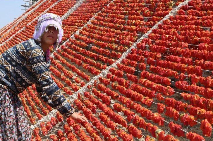 Aşırı Sıcaklıklar Bir Tek Onlara Yaradı G2