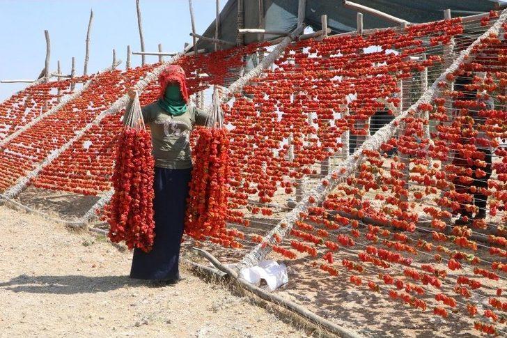 Aşırı Sıcaklıklar Bir Tek Onlara Yaradı G4