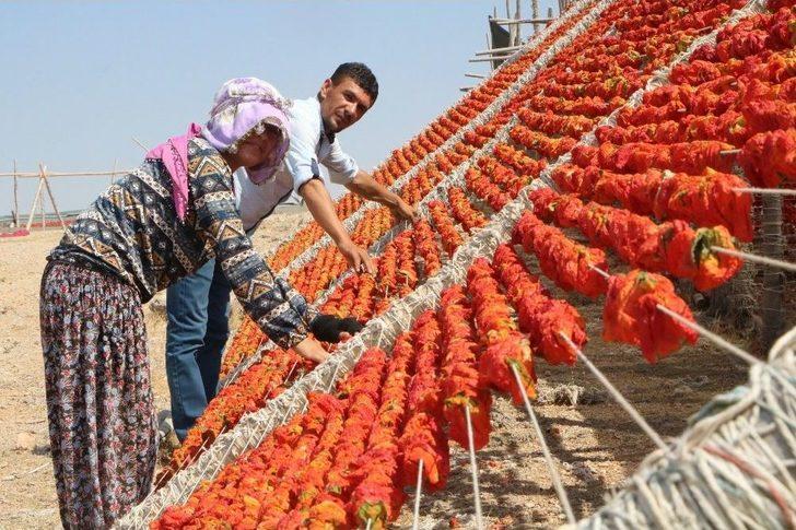 Aşırı Sıcaklıklar Bir Tek Onlara Yaradı G5