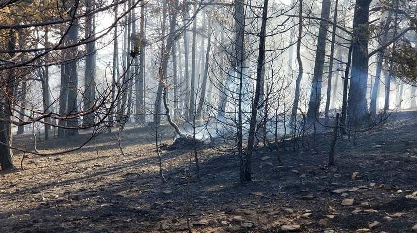 Akdağmadeni&rsquo;nde Orman Yangını