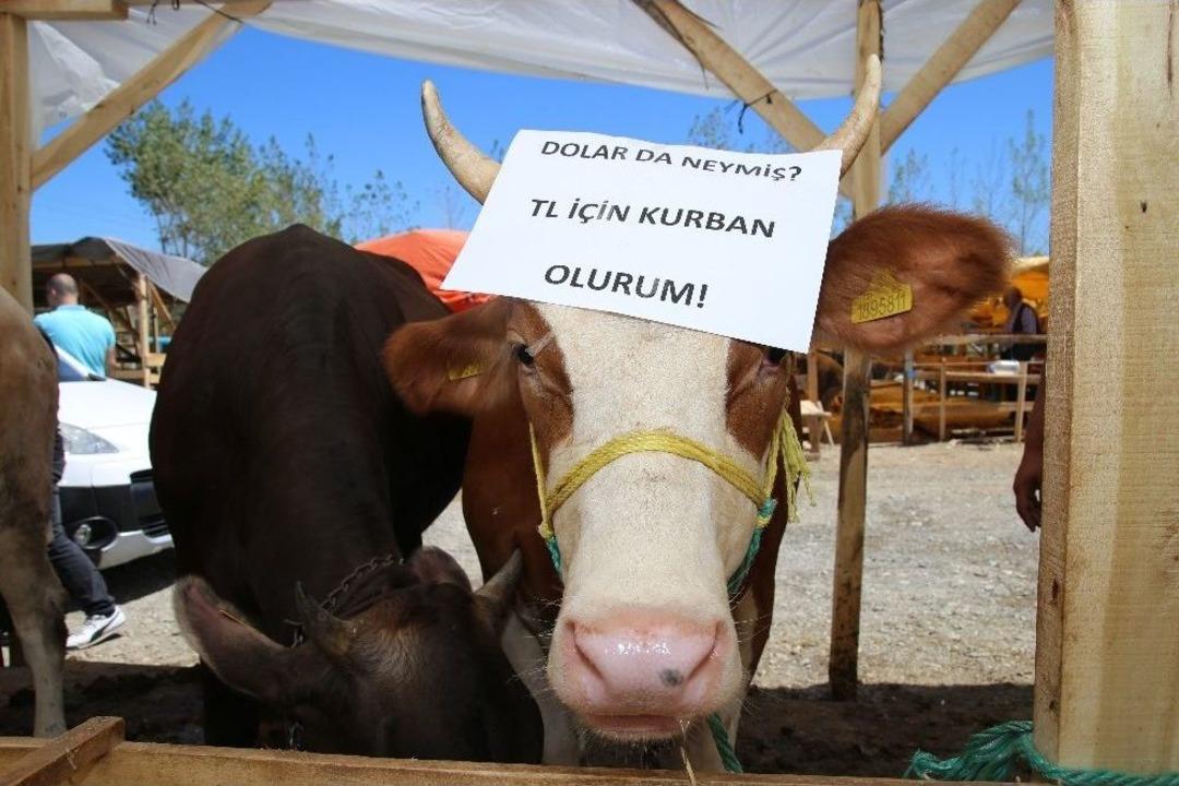 Kurban Pazarlarından T&uuml;rk Lirası&rsquo;na Destek
