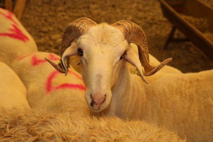 Kurban Pazarlarından Türk Lirası’na Destek G4