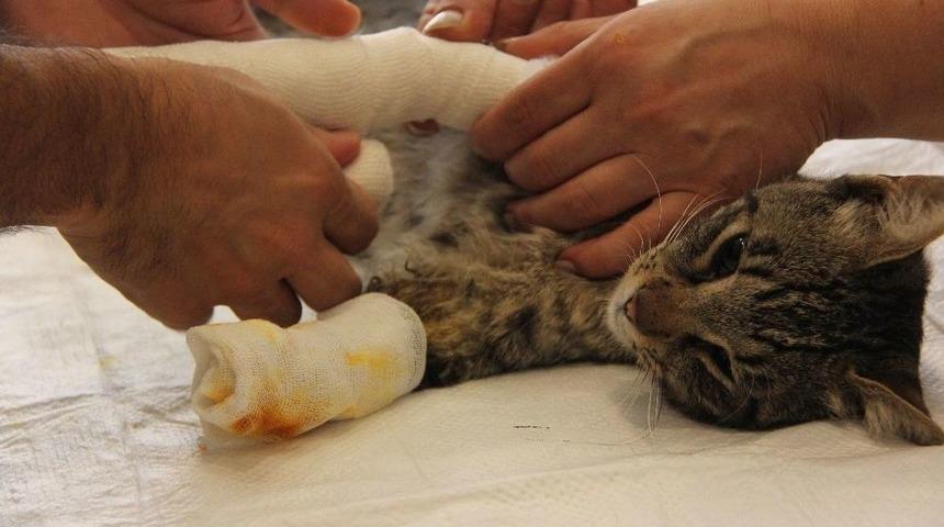 İsmi Kadar Şanslı Olamadı