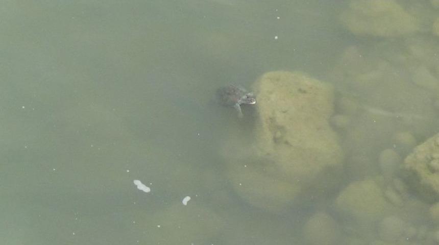 Kaplumbağalar İl&ccedil;e Deprem Paniğine Yol A&ccedil;tı