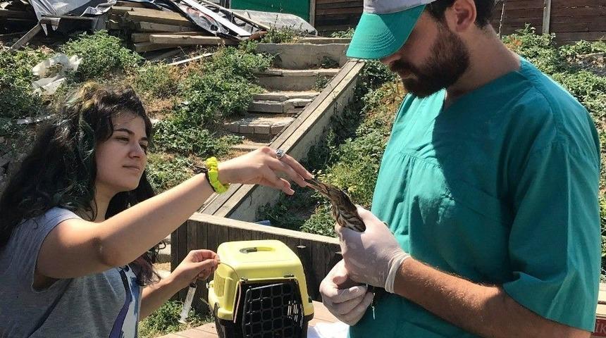 Vatandaşlar Tarafından Bulunan Balaban Doğaya Bırakıldı