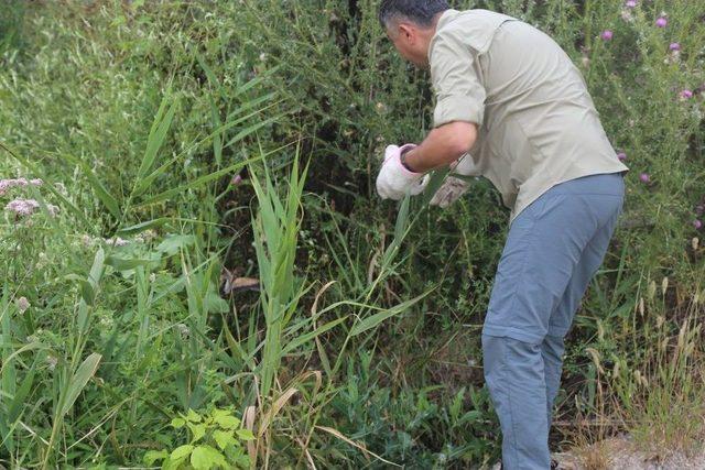 Vatandaşlar Tarafından Bulunan Balaban Doğaya Bırakıldı