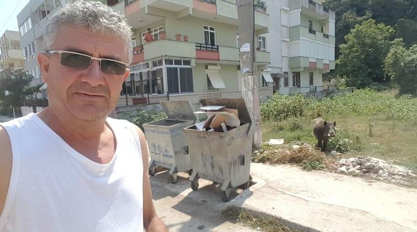 Yaban Domuzuyla Selfie Yaptı