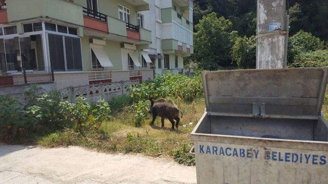 Yaban Domuzuyla Selfie Yaptı