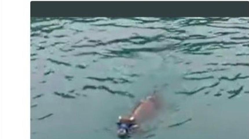 Denizde Yüzerken Bulunan Danayı Haluk Levent Satın Aldı