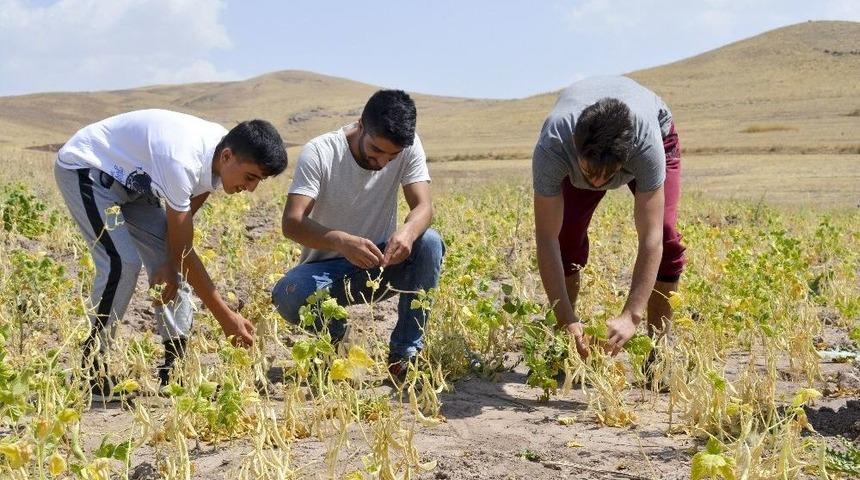 İpekyolu&rsquo;nda Hasat D&ouml;nemi
