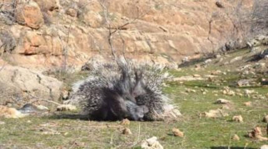 Kirpiyi &Ouml;ld&uuml;rmenin Cezası 2 Bin 449 Lira