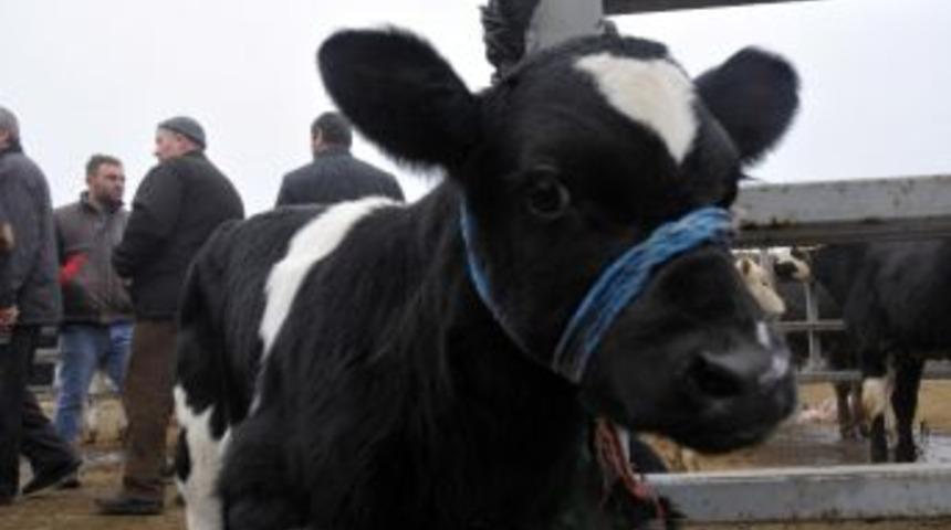 Buzağı Destekleme Başvuruları Sona Eriyor