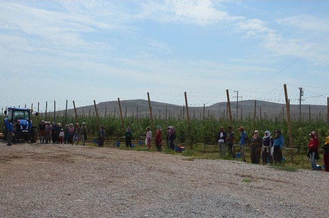 Çifteler’de İlk Hasat Yapıldı