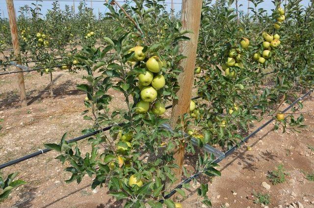 Çifteler’de İlk Hasat Yapıldı