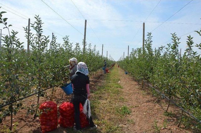 Çifteler’de İlk Hasat Yapıldı