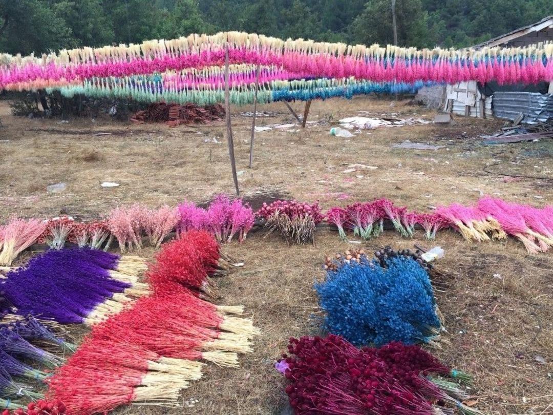 Akseki&rsquo;de Kuru &Ccedil;i&ccedil;ek Sekt&ouml;r&uuml; Yeniden Altın &Ccedil;ağını Yaşamaya Başladı