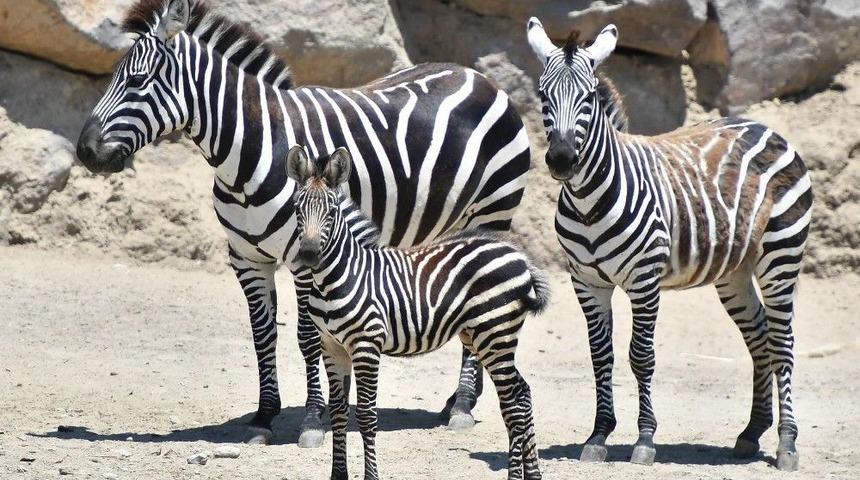 Doğal Yaşam&rsquo;ın Yeni Maskotları: &Ccedil;illi Ve Zilli