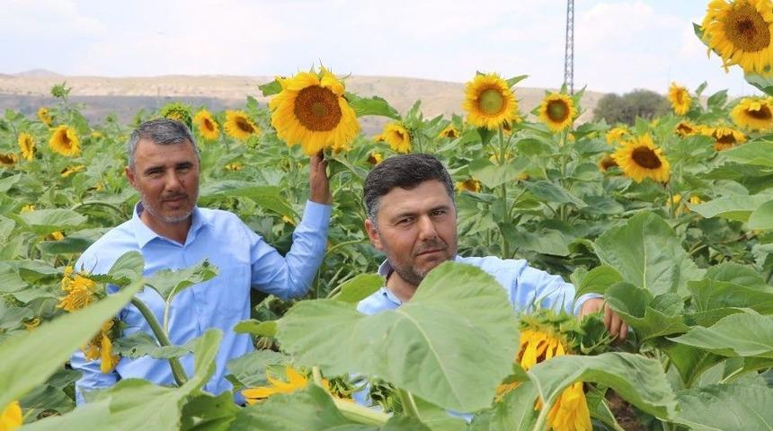 &Ccedil;in T&uuml;rkiye&rsquo;yi &Ccedil;ekirdek İle Vurdu