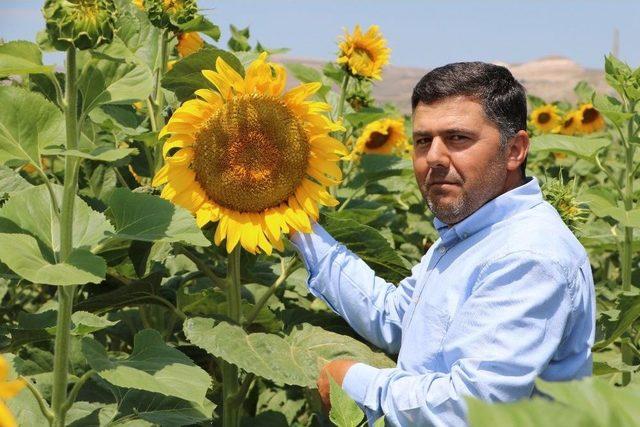 Çin Türkiye’yi Çekirdek İle Vurdu