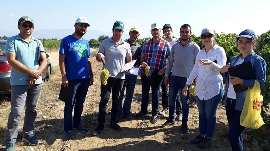 &Uuml;z&uuml;mde Rekolte Tahmin &Ccedil;alışmaları Başladı