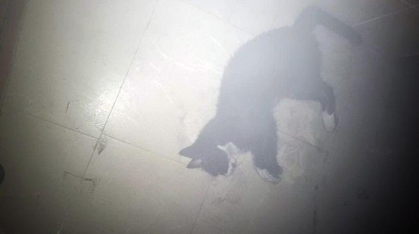 İtfaiyeciler Kediyi Masajla Yaşama D&ouml;nd&uuml;rd&uuml;