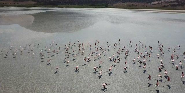 Burdur’un Yarışlı Gölü, 141 Tür Kuş Türüne Ev Sahipli Yapıyor