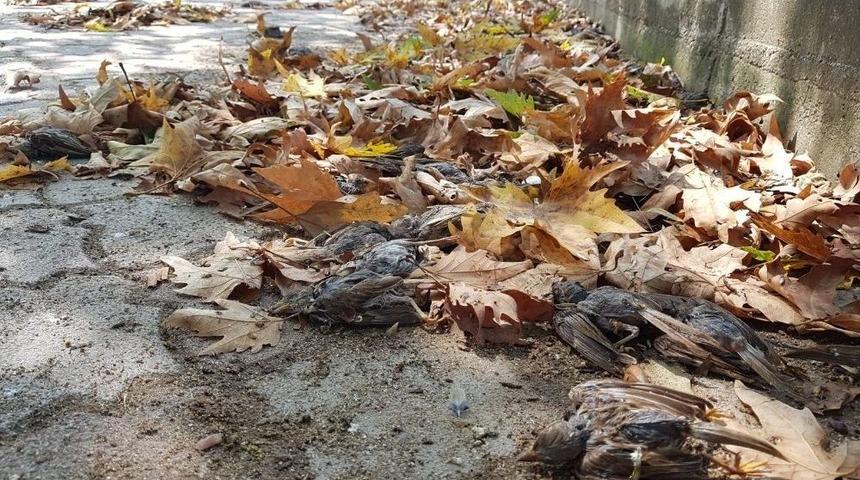 Yağmur Ve Fırtınanın Yuvalarından D&uuml;ş&uuml;rd&uuml;ğ&uuml; Binlerce Ser&ccedil;e Yavrusu Telef Oldu