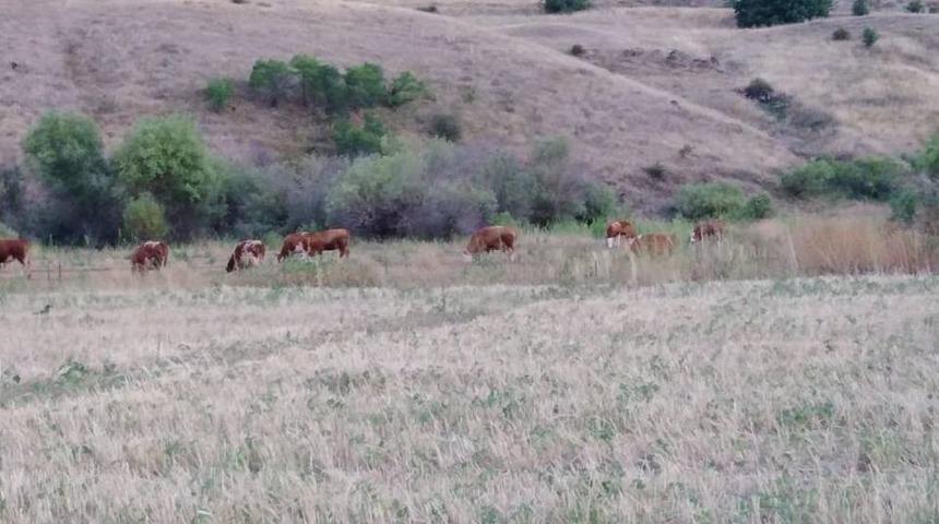 Mahsur Kalan Hayvanlar Kurtarıldı