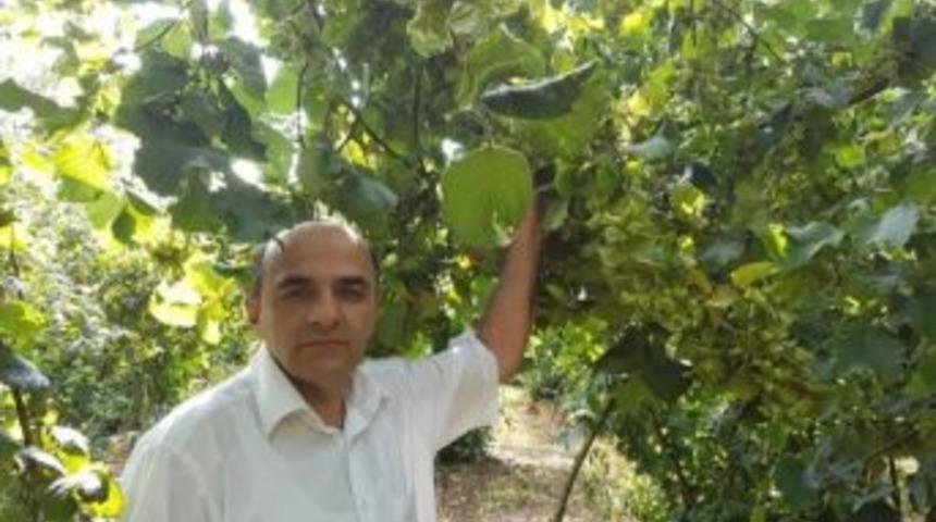 Fındık Hasat Tarihleri A&ccedil;ıklandı