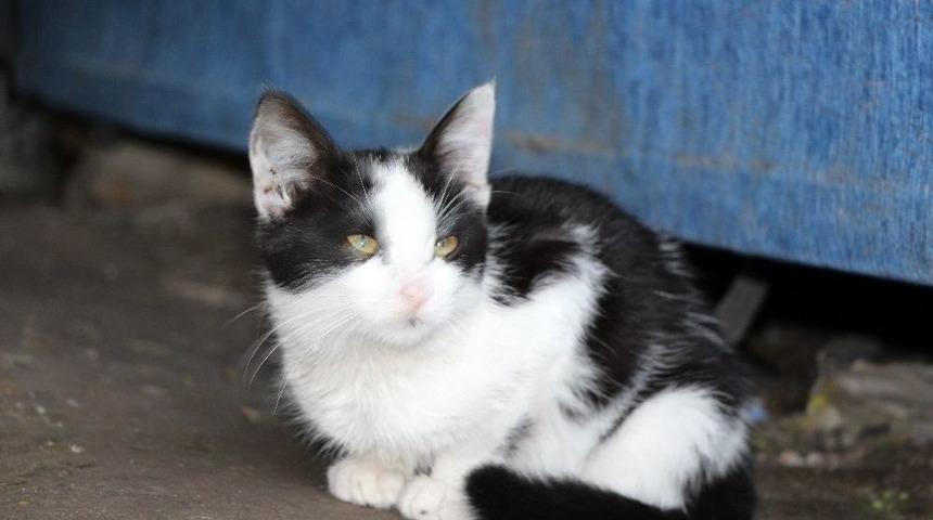 Sakat Kediye Sahip Çıktılar