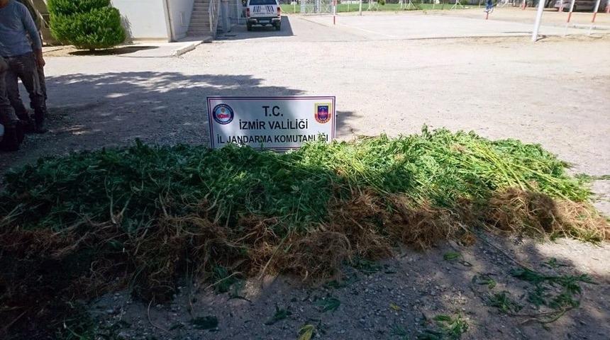 İzmir&rsquo;de Binlerce K&ouml;k Hint Keneviri Ele Ge&ccedil;irildi