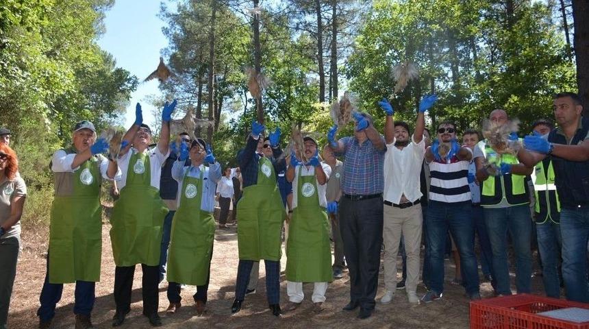 Sinop&rsquo;ta 2 Bin S&uuml;l&uuml;n Doğaya Salındı