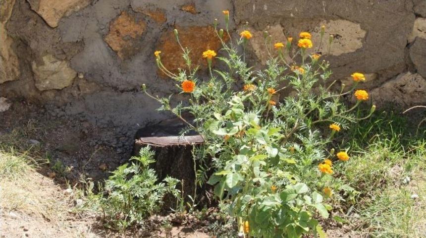 Tarihi Mezar Taşı Duvardan &Ccedil;ıkartıldı