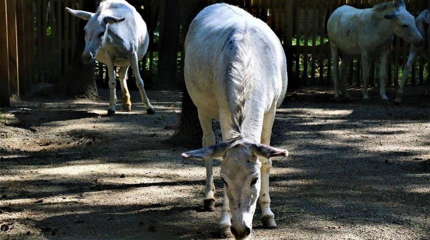 (&ouml;zel) Mardin&rsquo;in Eşekleri, Doğal Yaşam Parkında Emekliliklerinin Tadını &Ccedil;ıkartıyor