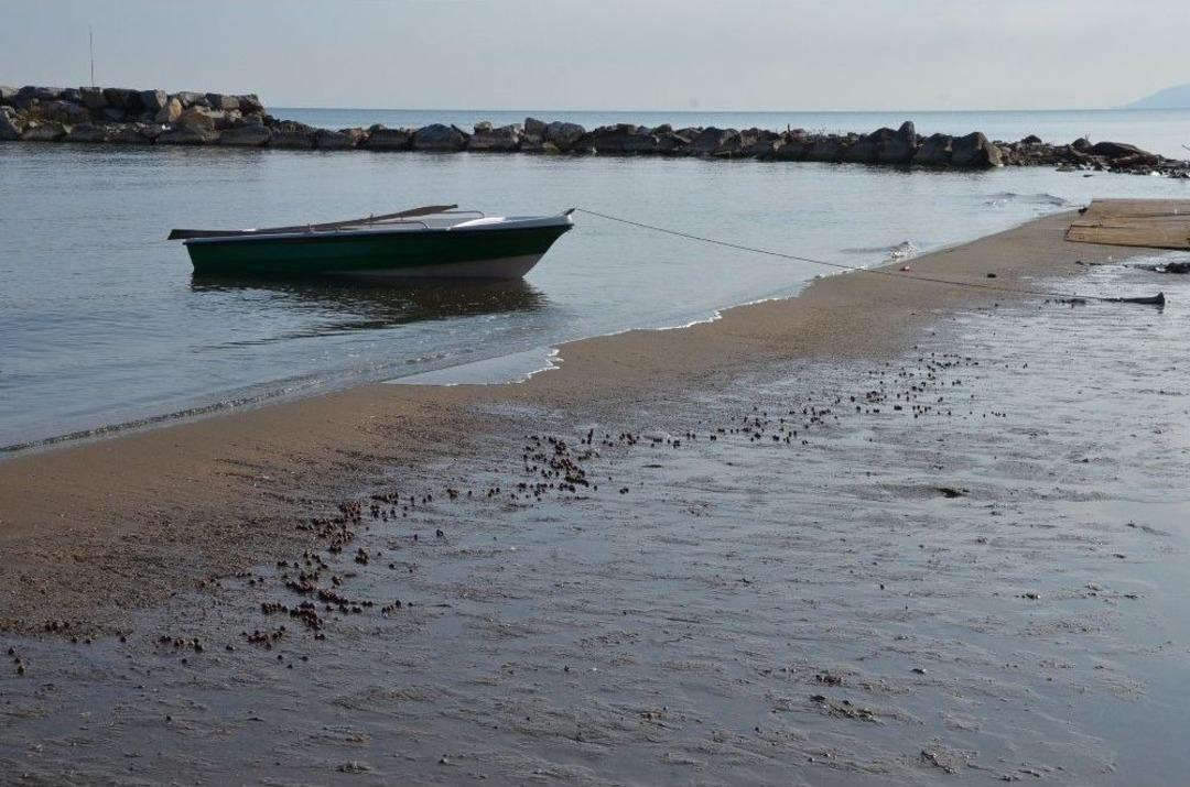 Ordu&rsquo;da Sahile Fındık Vurmaya Devam Ediyor