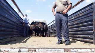 Silvan’da 35 Adet Manda Dağıtıldı