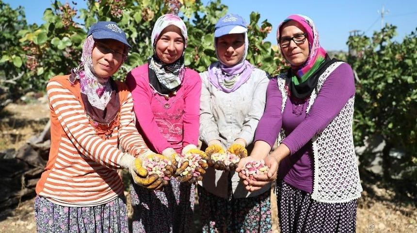 Mersin&rsquo;de Antepfıstığı Hasadı Y&uuml;zleri G&uuml;ld&uuml;r&uuml;yor