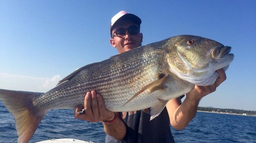 Saros Körfezi’nde Dev Sinarit Balığı